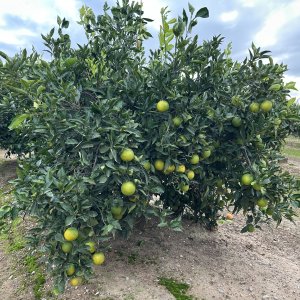 Citrus x sinensis (Pomaranč) ´NAVELINA´ -  kont. C12L, výška 100-130 cm